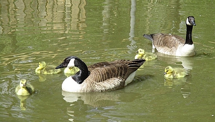 Tiergehege Schwanenteich Tiergehege Schwanenteich