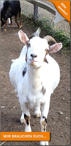 Der Sinziger Schwanenteich braucht Hilfe