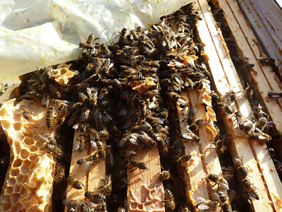 &copy; 2014 Judith Schumacher