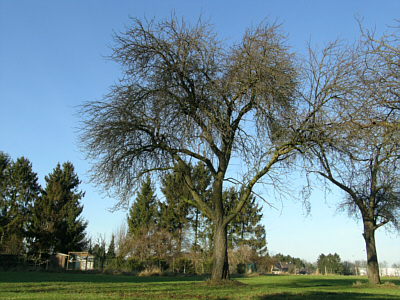 Grauschale Alsdorf Brosius