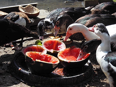 Schwanenteichfreunde suchen Futterfahrer