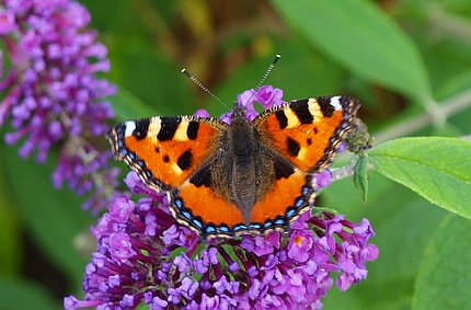 Schmetterlingsz�hler stellen ihr Projekt vor