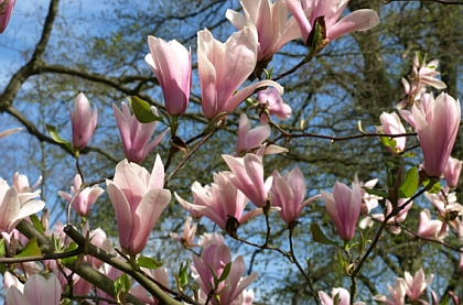 Bl�hender Magnolienbaum im Minigolf-Gel�nde