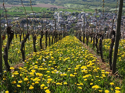 Der Ahrweinbau von Heimersheim bis Sinzig